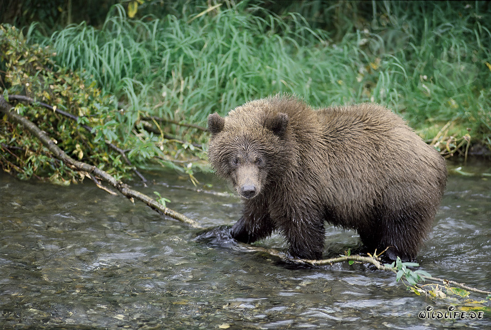 Giovane orso bruno giocoso in acqua limpida di fiume