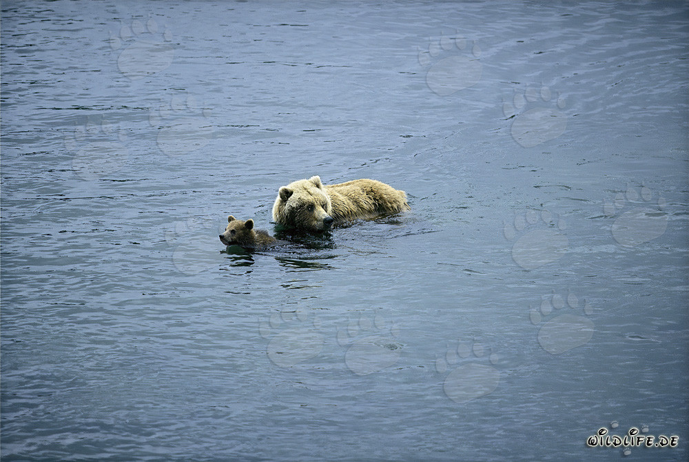 Braunbärin mit Jungtier im Fluss - Naturszene in Alaska