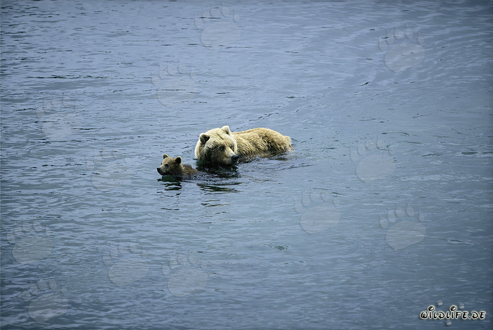 Orsa bruna con cucciolo nel fiume - Scena naturale in Alaska