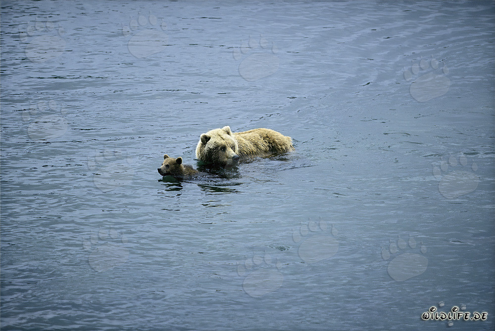 Osa parda con cría en el río - Escena natural en Alaska