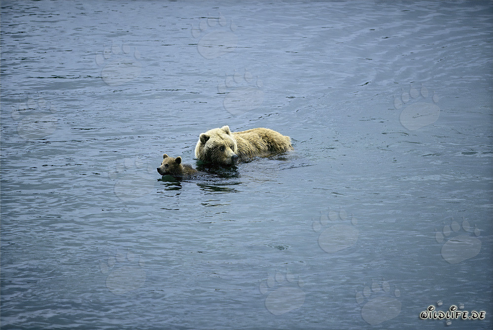 Ourse brune avec son petit dans la rivière - Scène naturelle en Alaska