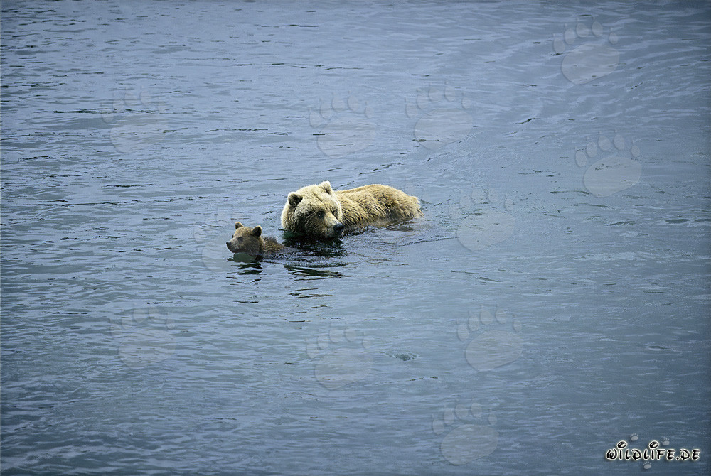 She-bear with Cub in the River - Wildlife Scene in Alaska