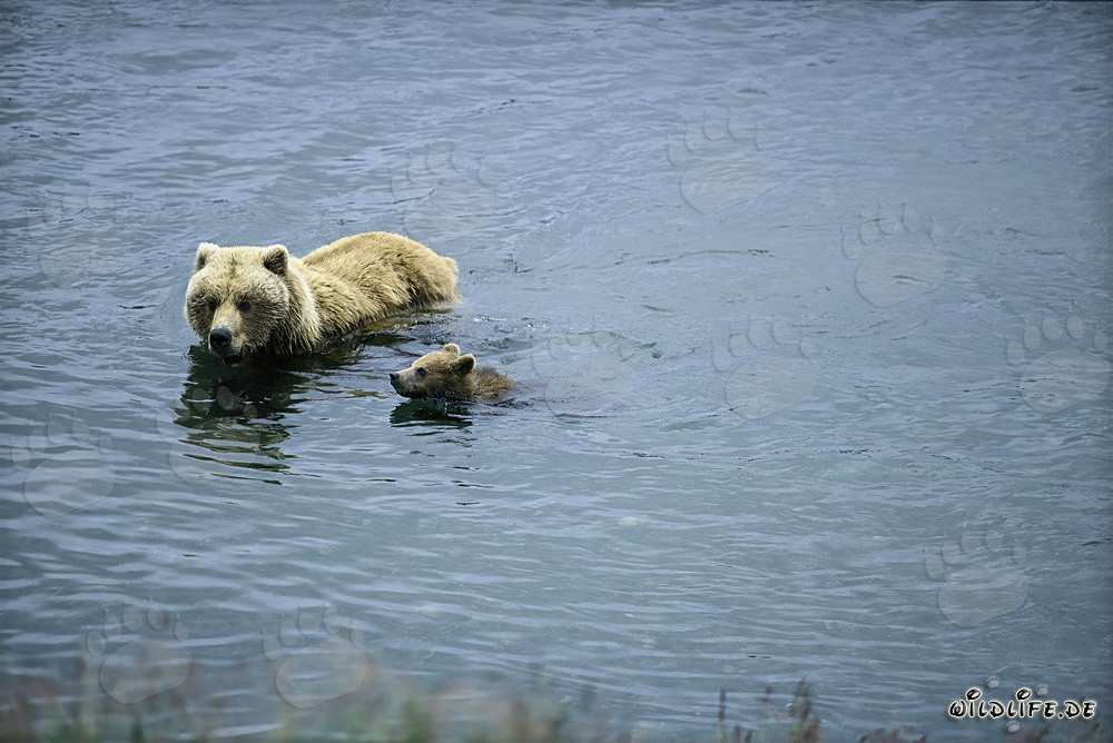 Braunbärin mit ihrem Jungen im Fluss schwimmend