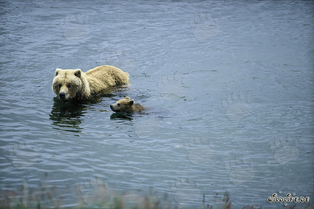 Orsa bruna che nuota con il suo cucciolo nel fiume