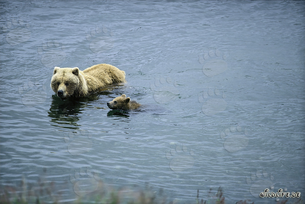 Osa parda nadando con su cría en el río