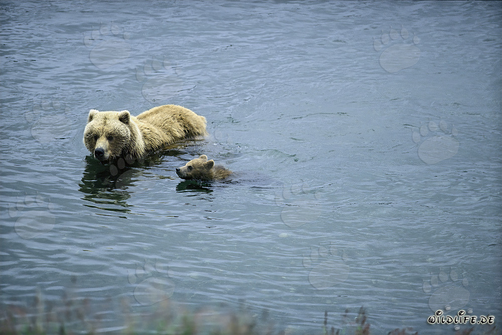 Ourse brune nageant avec son petit dans la rivière