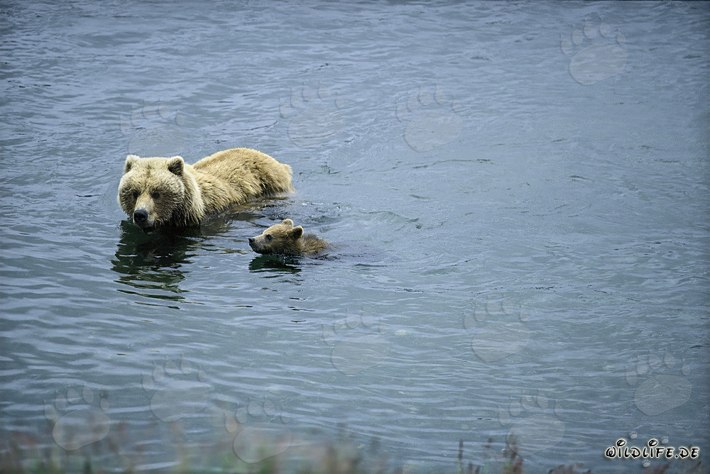 Sow swimming with her spring cub in the river