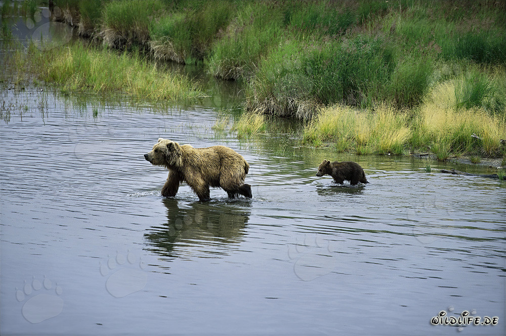 Braunbärin mit Jungtier im Fluss - Wildnis in Alaska