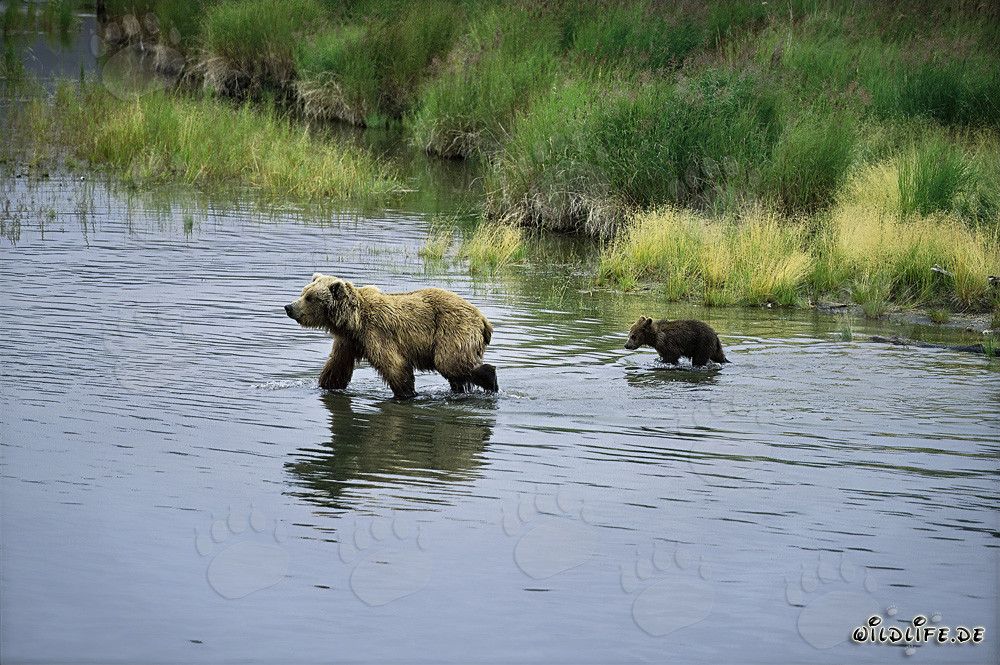 Osa parda con cría en el río - Naturaleza salvaje en Alaska