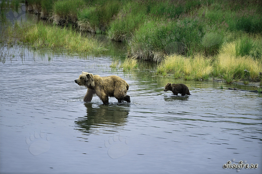 Ourse brune avec son petit dans la rivière - Nature sauvage en Alaska