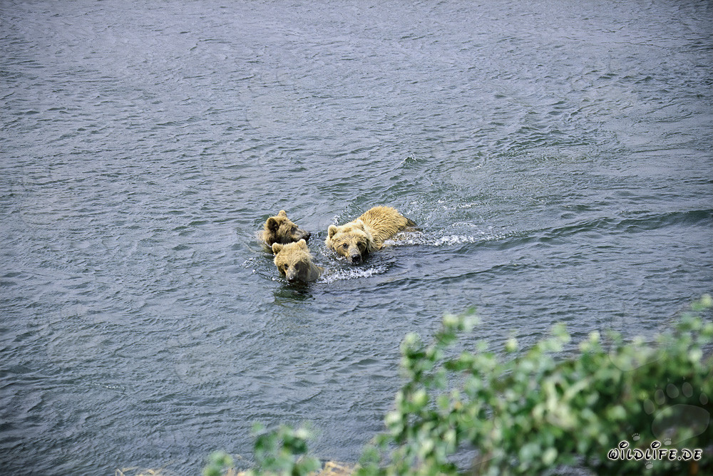Braunbärenfamilie schwimmt im Fluss
