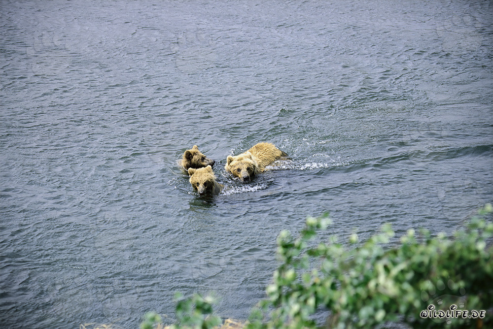 Brown bear family swimming in the river