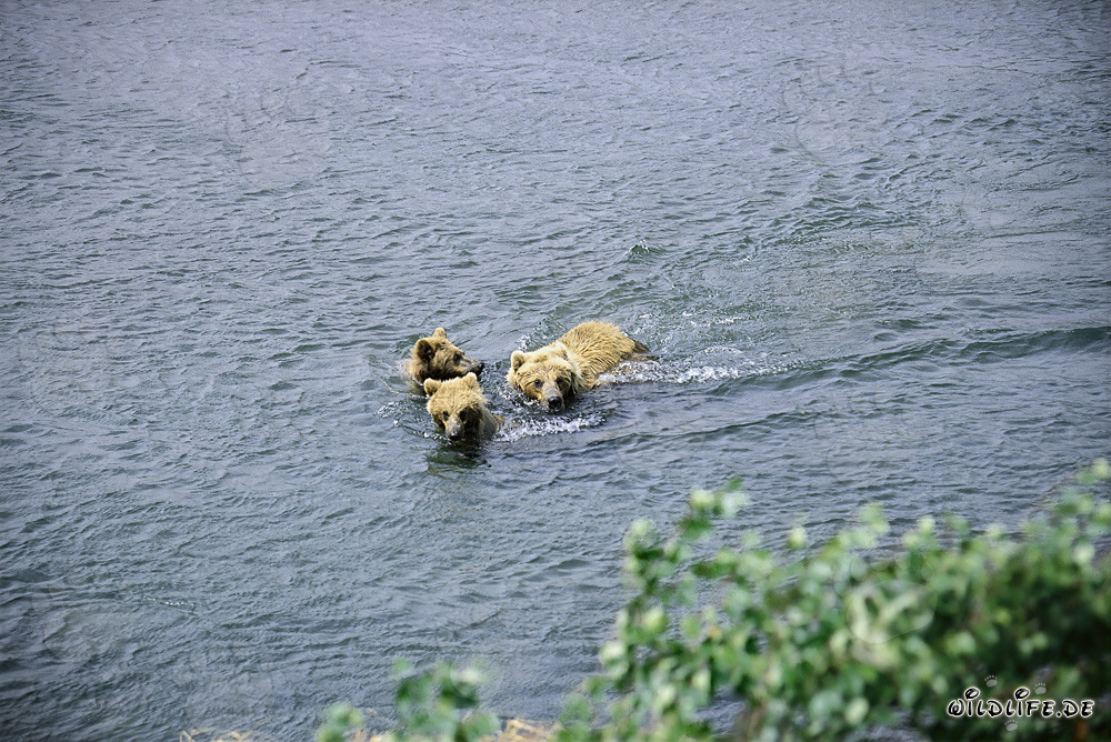 Familia de osos pardos nadando en el río