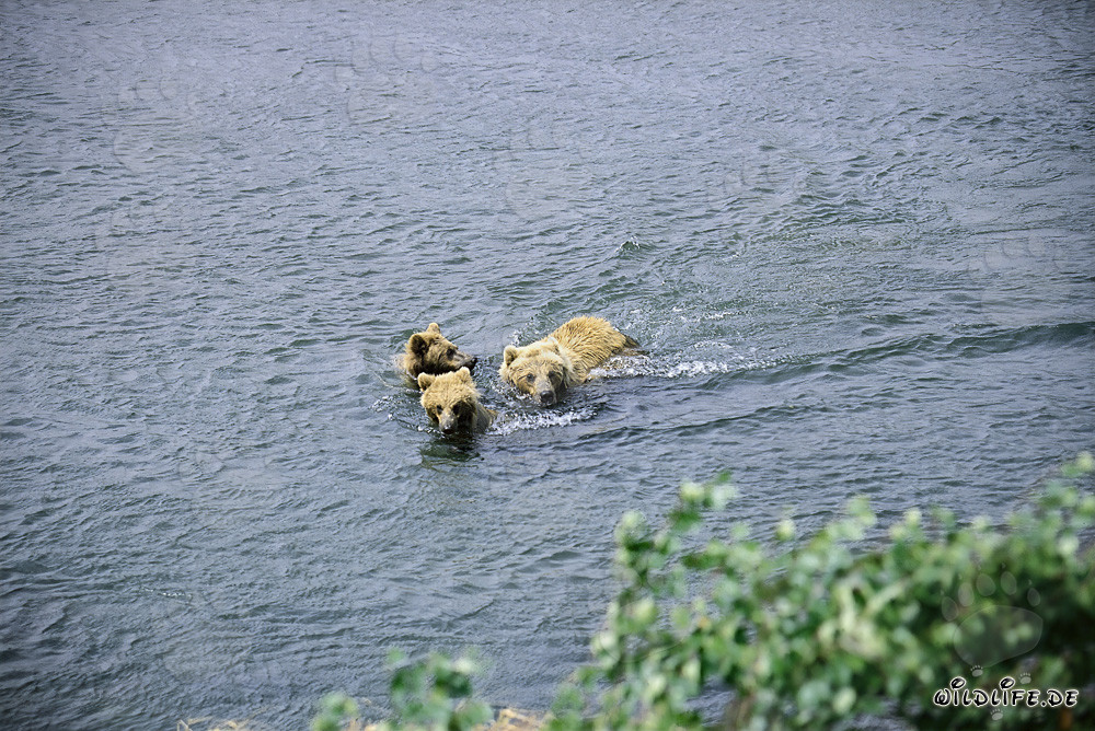 Famille d'ours bruns nage dans la rivière