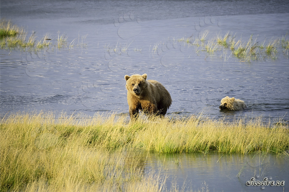 Braunbärin mit Jungbär erreichen sicher das Ufer