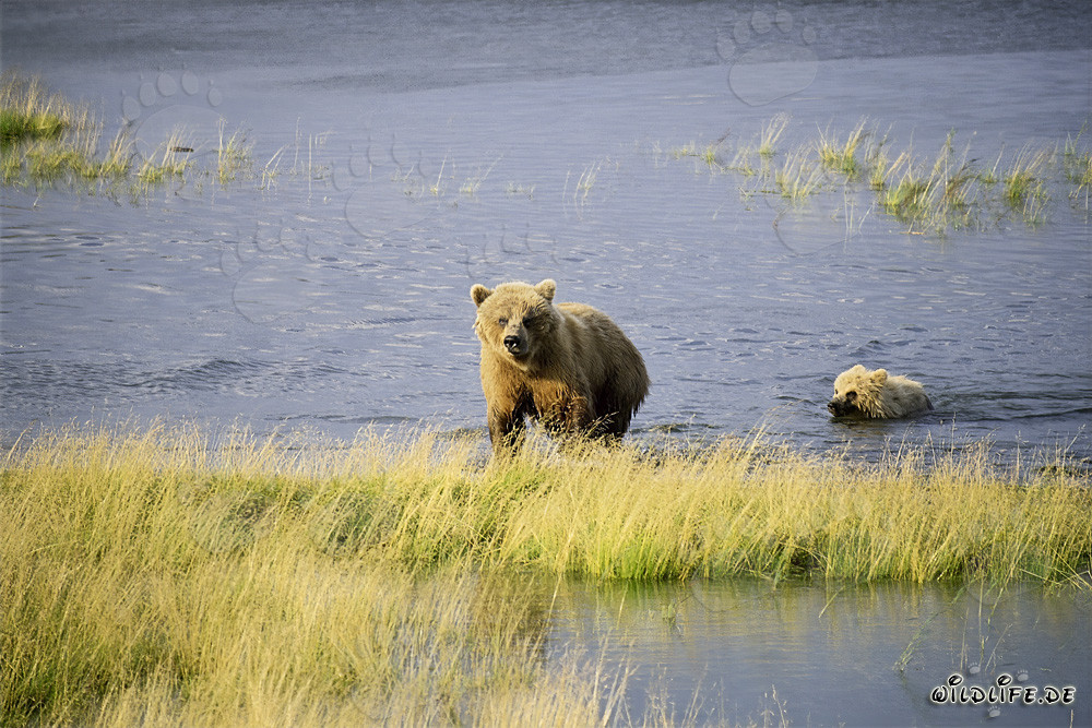 Sow with her cub safely reaching the shore