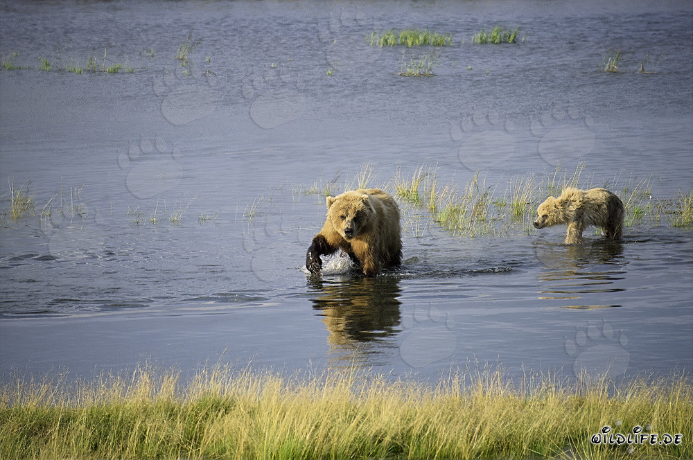 Braunbärin mit ihrem Jungbären beim erfolgreichen Lachsfang im Brooks River, Alaska