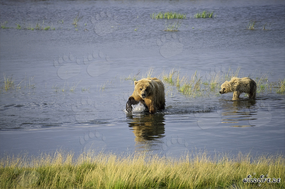 Ourse brune avec son ourson réussissant à attraper du saumon avec succès dans la rivière Brooks, Alaska