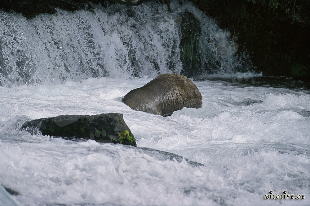 Braunbär beim Tauchen am Wasserfall