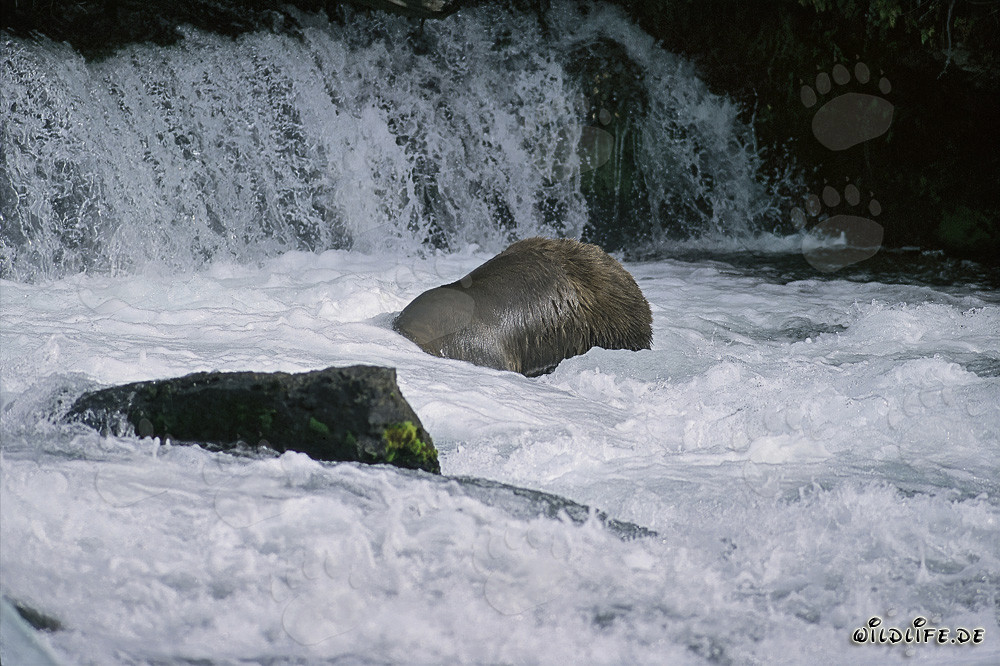 Brown bear diving at the waterfall