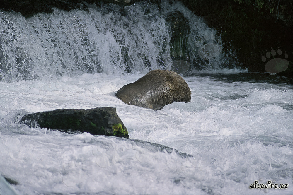 Orso bruno che fa immersioni vicino alla cascata