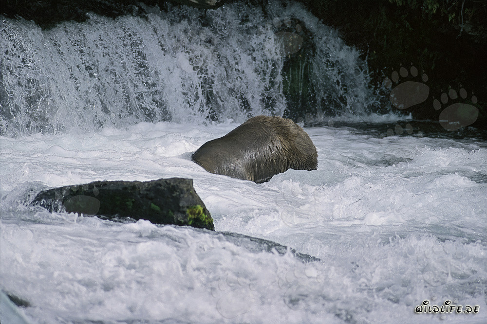 Ours brun plongeant près de la cascade