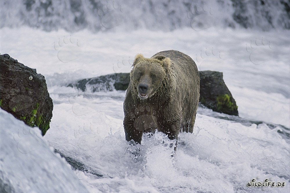 Braunbär fängt Lachs im wilden Fluss