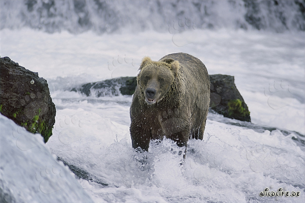 Orso bruno cattura salmoni in un fiume selvaggio
