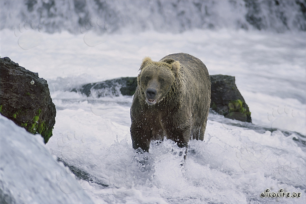 Ours brun attrape du saumon dans une rivière sauvage