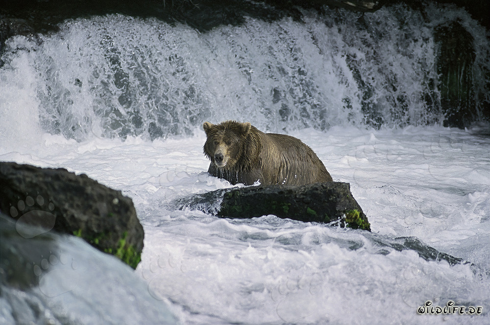 Braunbär beim Lachsfang im reißenden Wasser