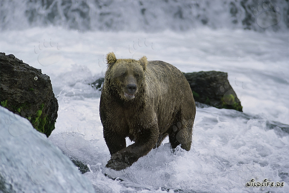 Majestätischer Braunbär am Brooks River Wasserfall