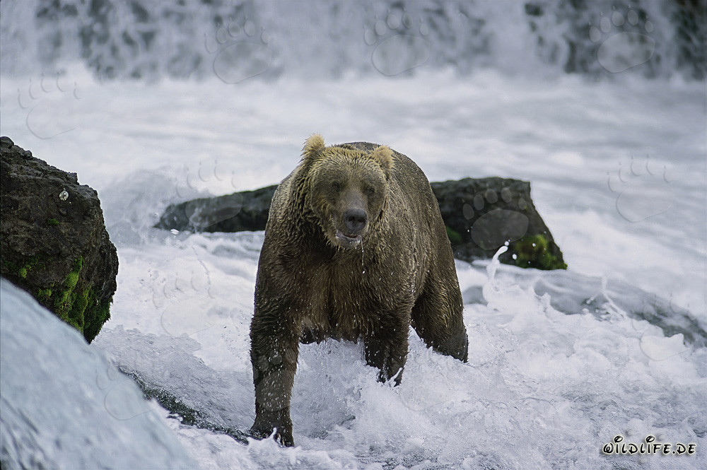 Braunbär beim Lachsfang in reißendem Gewässer