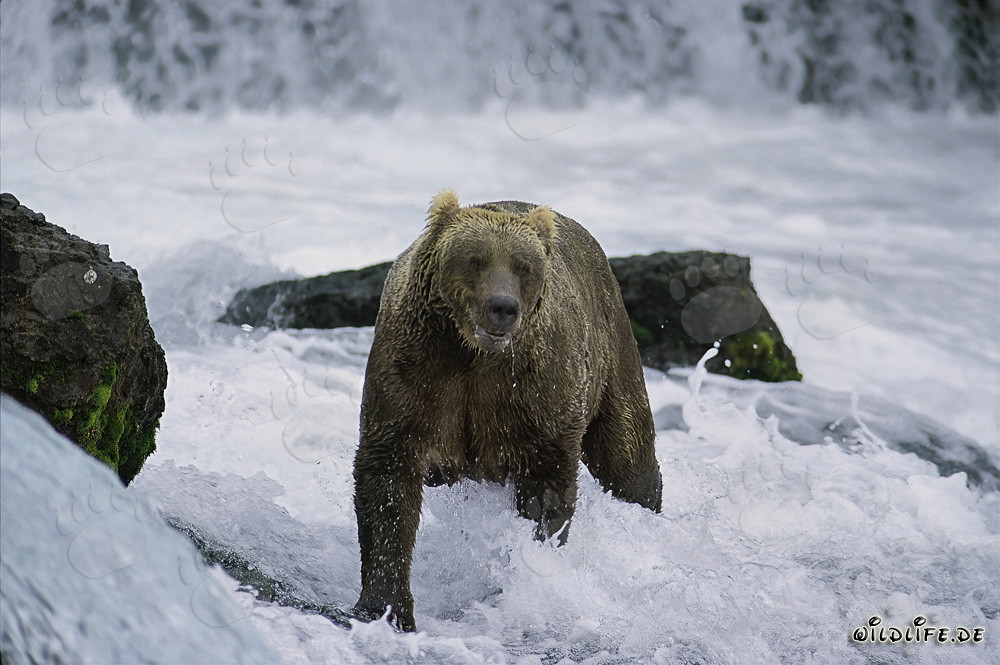 Brown bear catching salmon in fast-flowing water