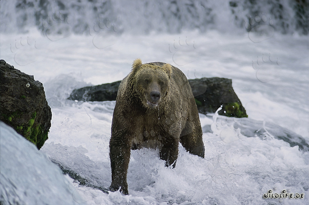 Orso bruno che pesca salmoni in acque torrenziali