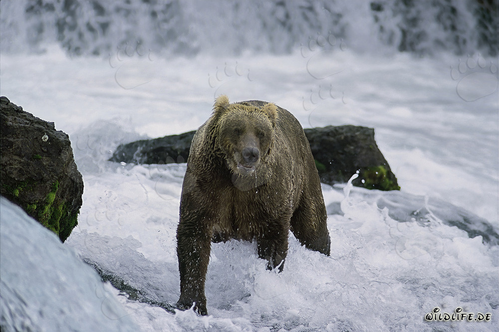 Oso pardo pescando salmones en aguas turbulentas