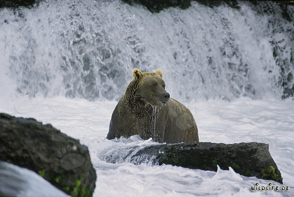 Enttäuschter Braunbär unterhalb des majestätischen Wasserfalls