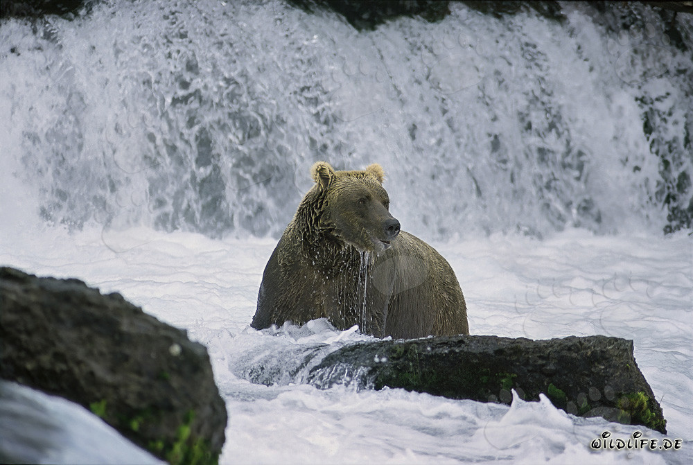 Ours brun déçu sous la majestueuse cascade