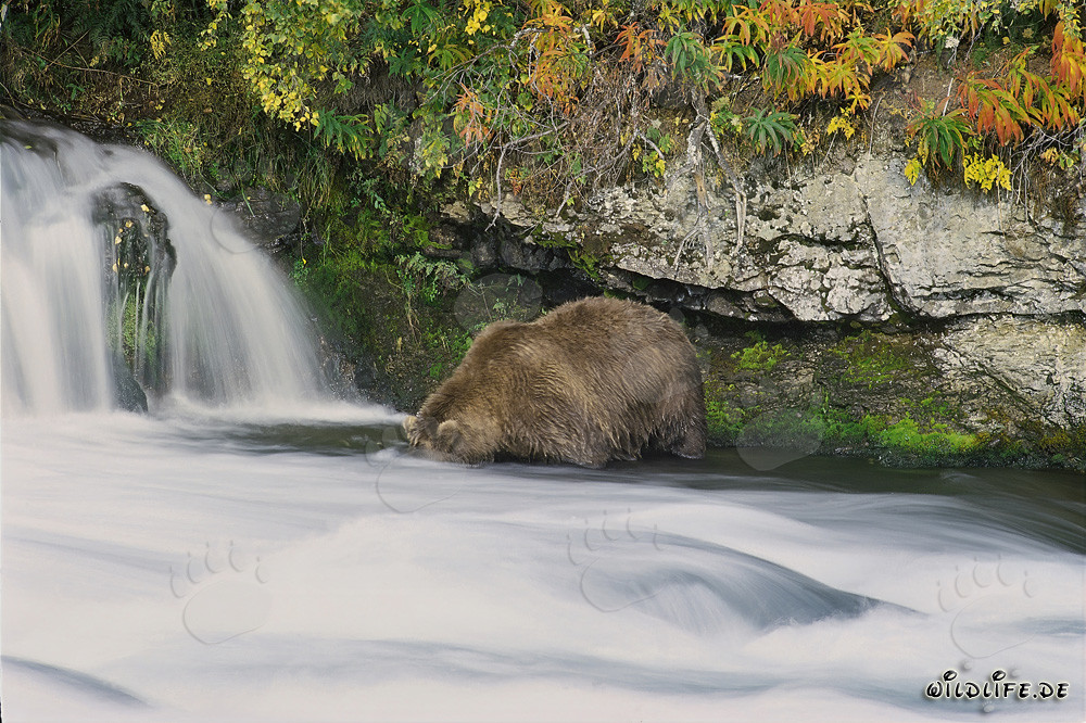 Orso bruno alla ricerca di salmoni alla cascata