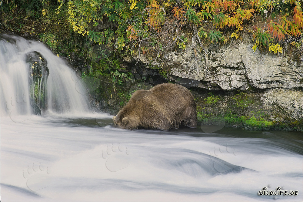 Oso pardo en busca de salmones en la cascada