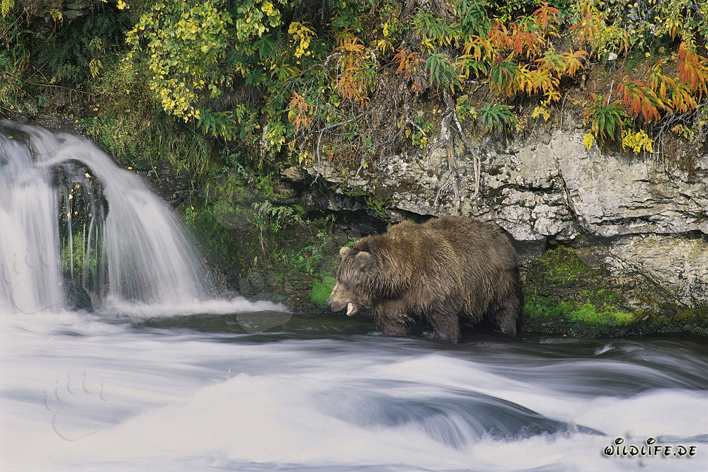 Hungriger Braunbär sucht Lachse am malerischen Wasserfall in Alaska