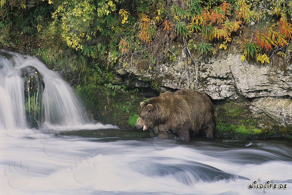 Hungry brown bear looking for salmon at the picturesque waterfall in Alaska
