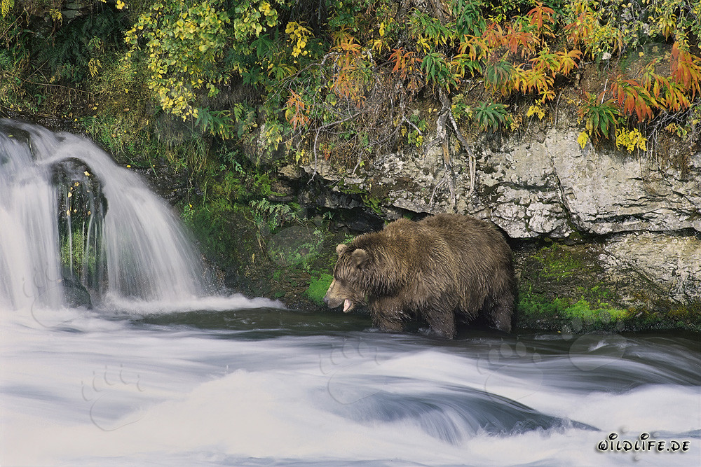 Ours brun affamé à la recherche de saumons au pittoresque cascade en Alaska