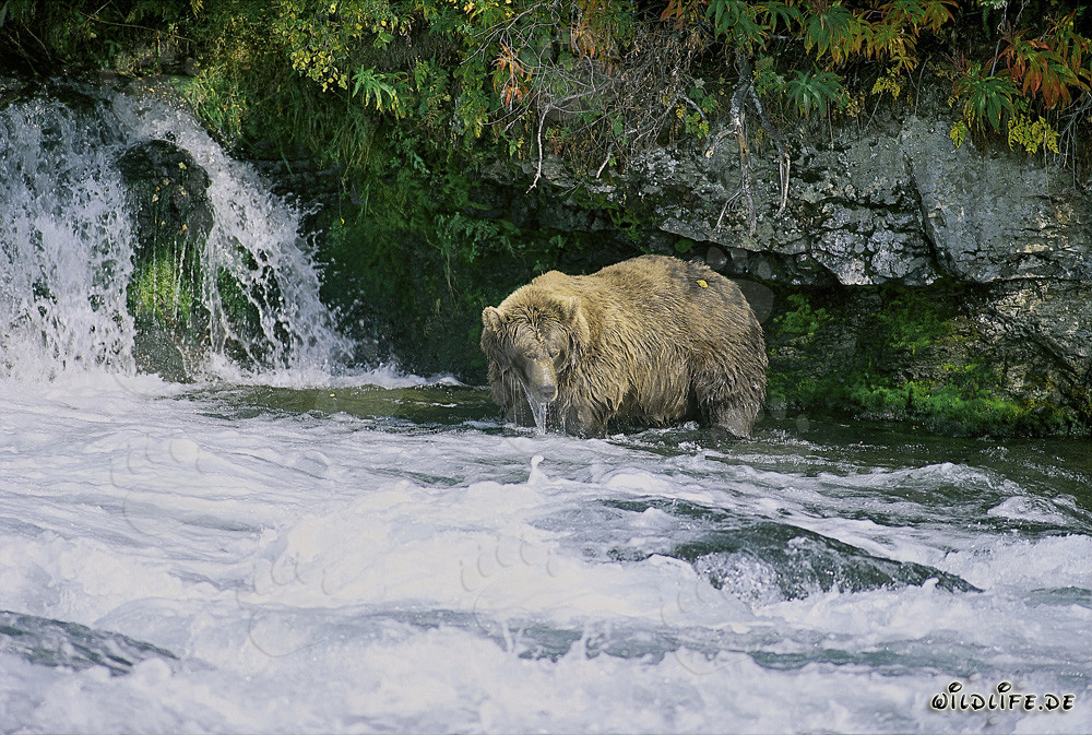 Majestätischer Braunbär beobachtet den Wasserfall im Herbst