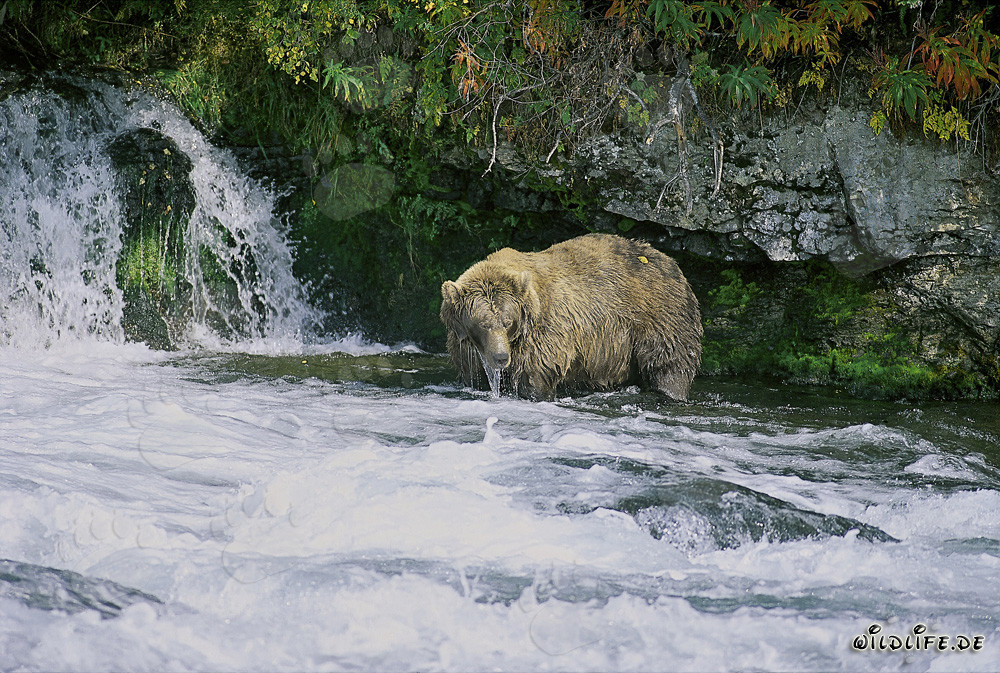 Majestic Brown Bear Observing the Waterfall in Autumn