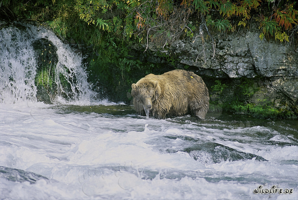 Ours brun majestueux observant la cascade en automne