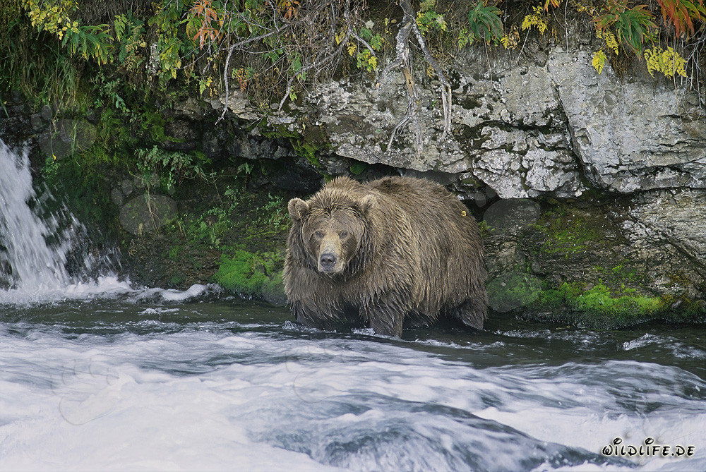 Braunbär sucht Lachse unterhalb des Brooks Wasserfalls