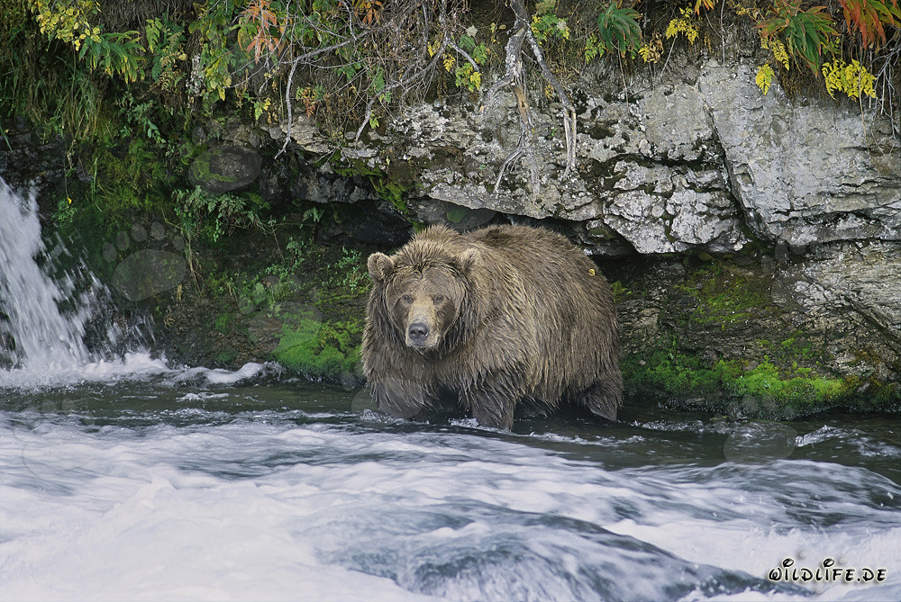 Orso bruno cerca salmoni sotto la cascata di Brooks
