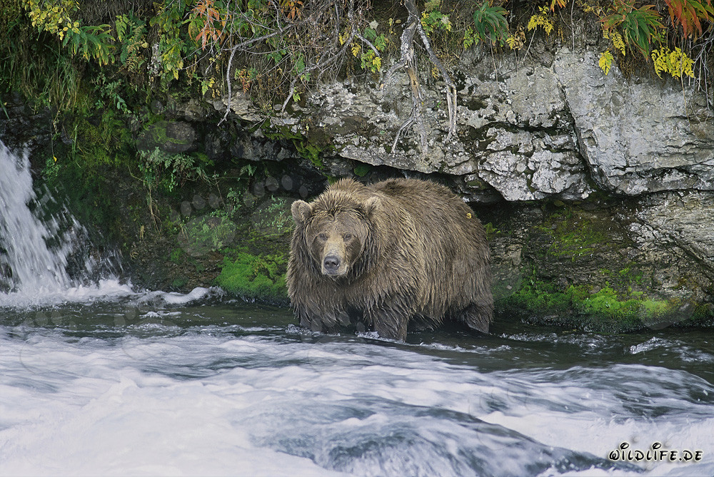 Ours brun recherche des saumons en aval de la chute d'eau de Brooks