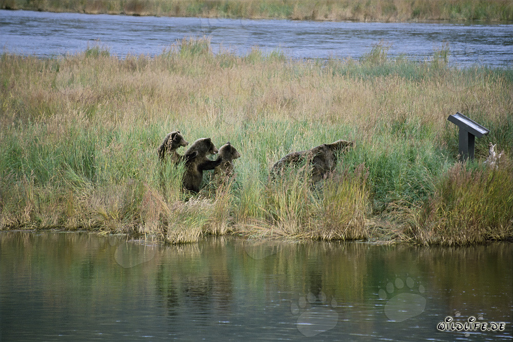 Begegnung dreier junger Braunbären am Brooks River - Faszinierender Moment in der Wildnis Alaskas