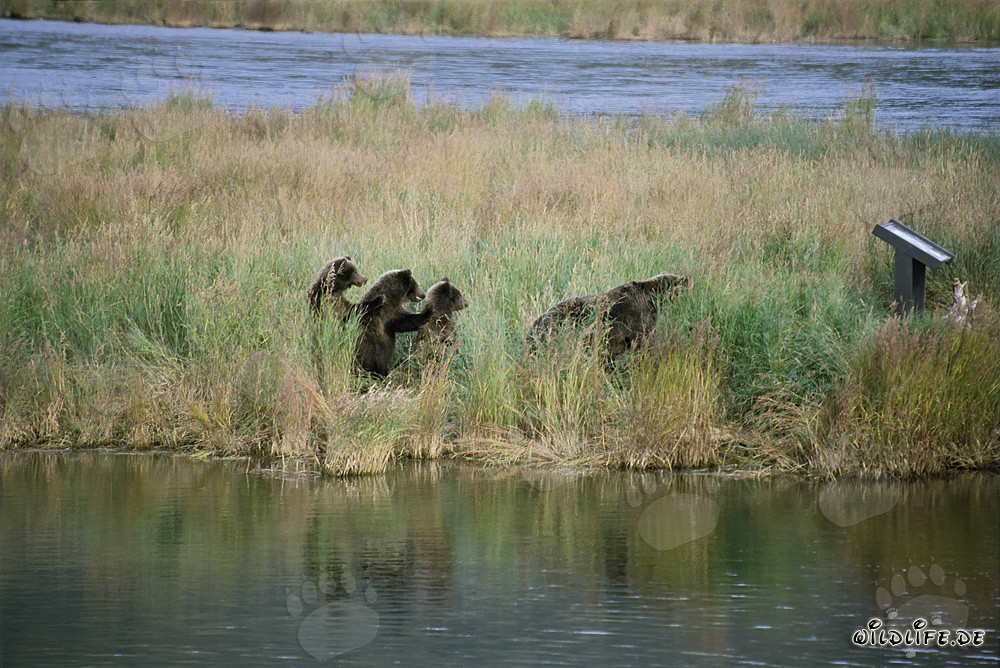 Encounter of three young Brown Bears at Brooks River